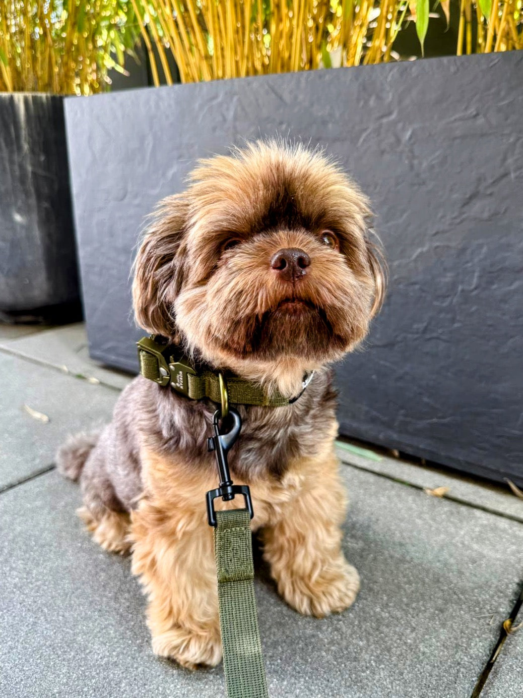 Standard Hundeleine SOFTLINE XS 1,5m Army Green