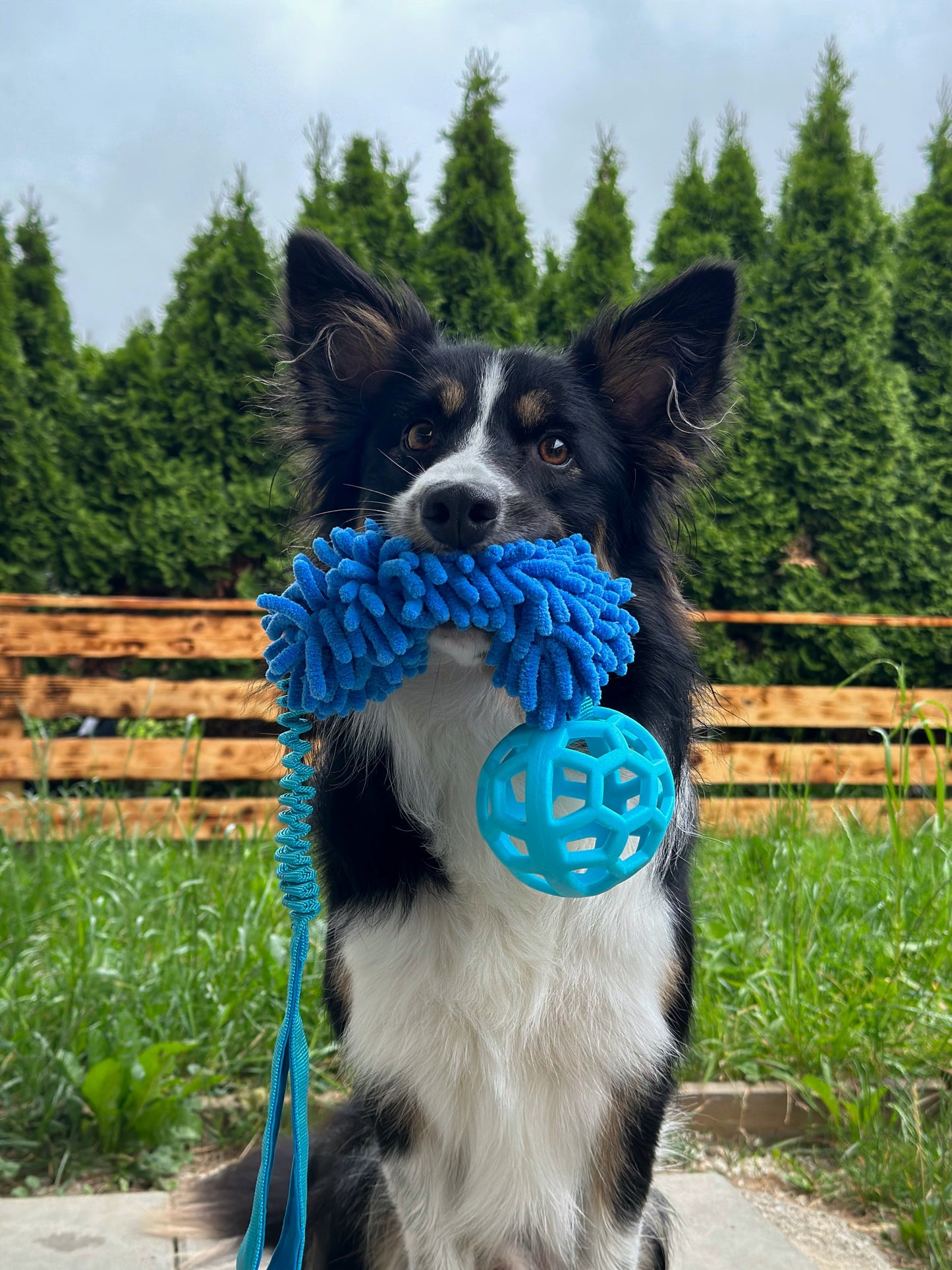Bungee Zergel mit Ball Pink , Blau & Orange
