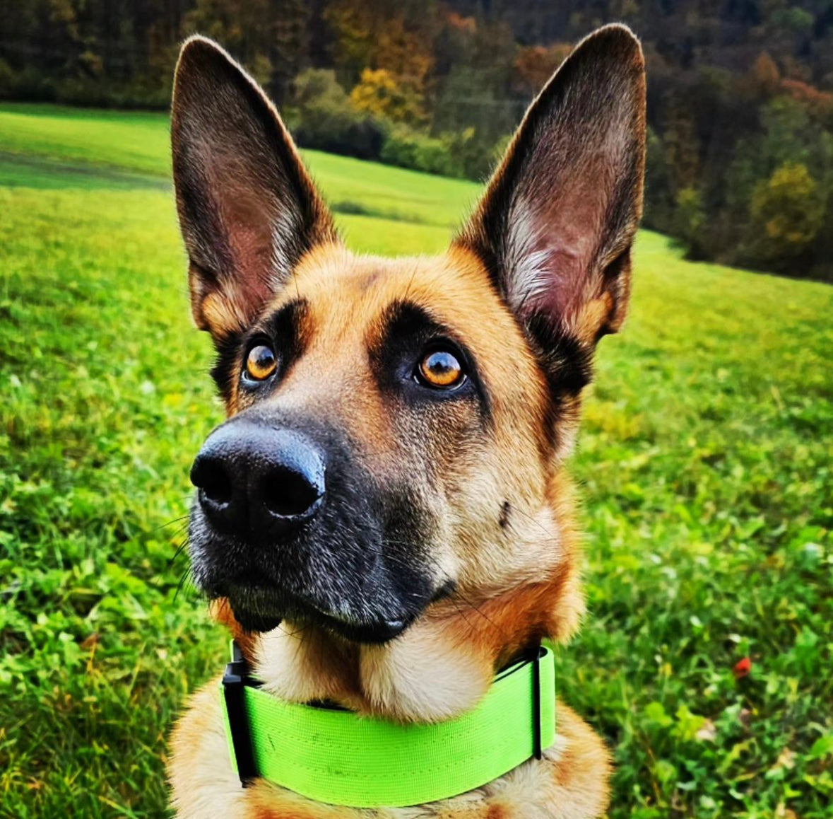 Hochwertiges taktisches Hundehalsband Neongrün Größe S