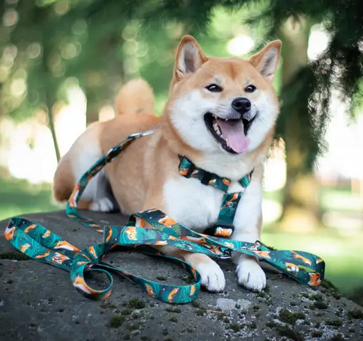 KETTU Halbzug Hundehalsband Green Forest Fox