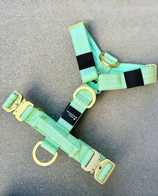 Hochwertiges Hundegeschirr S Pistaziengrün Edition