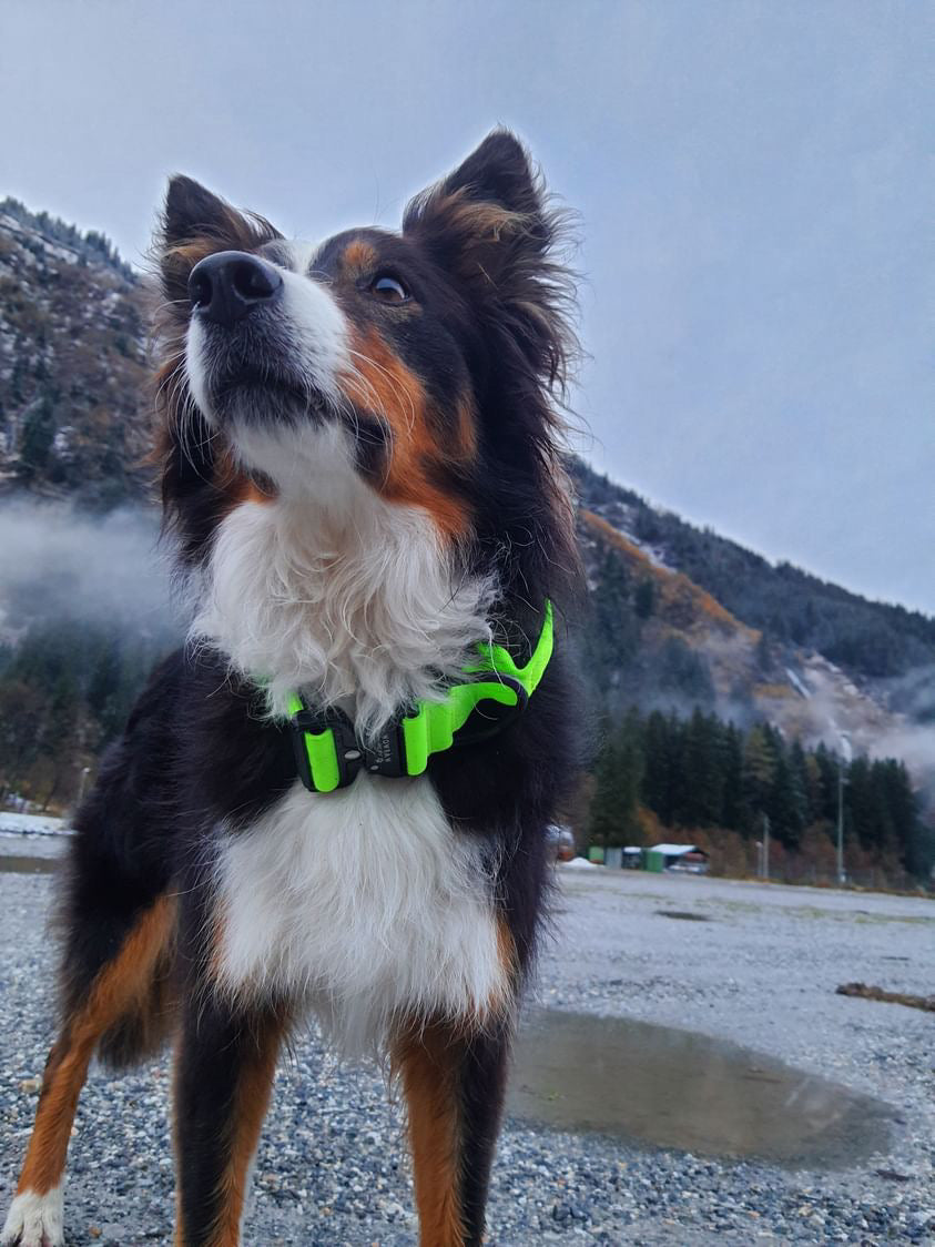 Hochwertiges taktisches Hundehalsband Neongrün Größe L