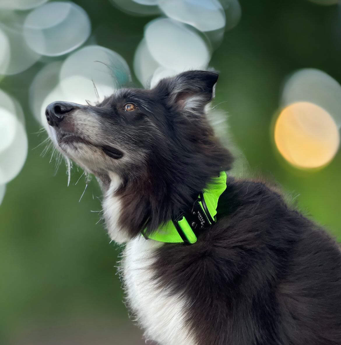 Hochwertiges taktisches Hundehalsband Neongrün Größe L