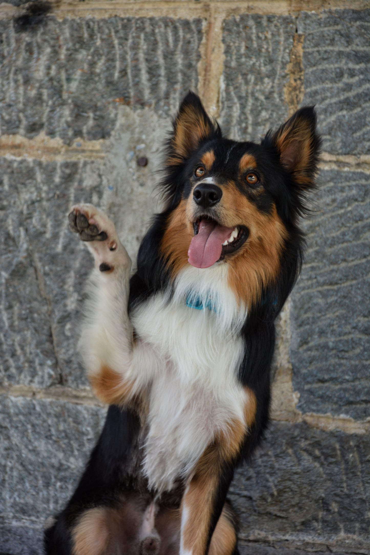 Collare tattico per cani di alta qualità rosa fucsia taglia S