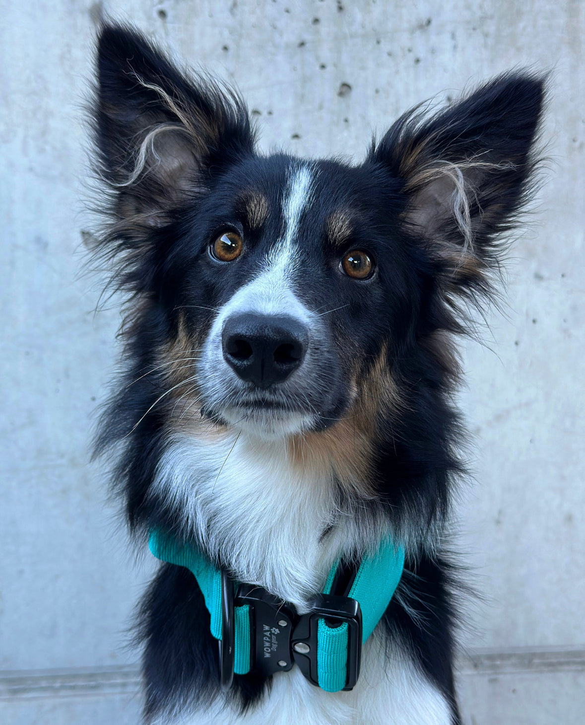 Collare tattico per cani di alta qualità turchese taglia S