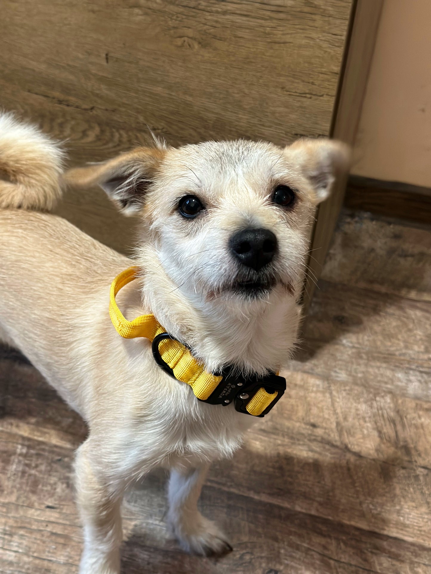 Collare per cani tattico di alta qualità 2,5 cm giallo scuro taglia XS
