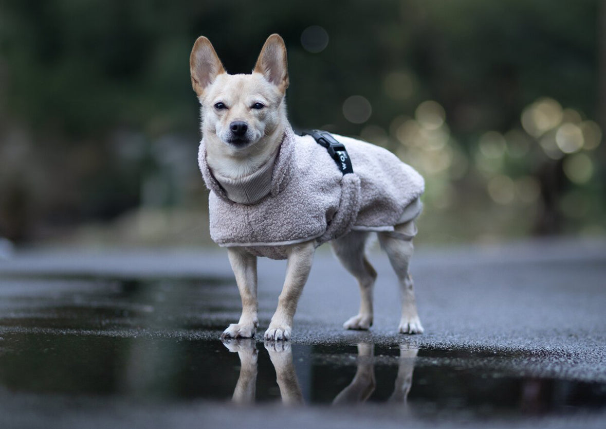Wowpaw Hundepullover Beige