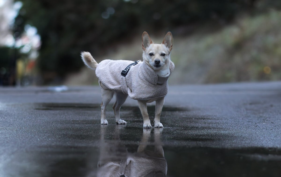 Wowpaw Hundepullover Beige