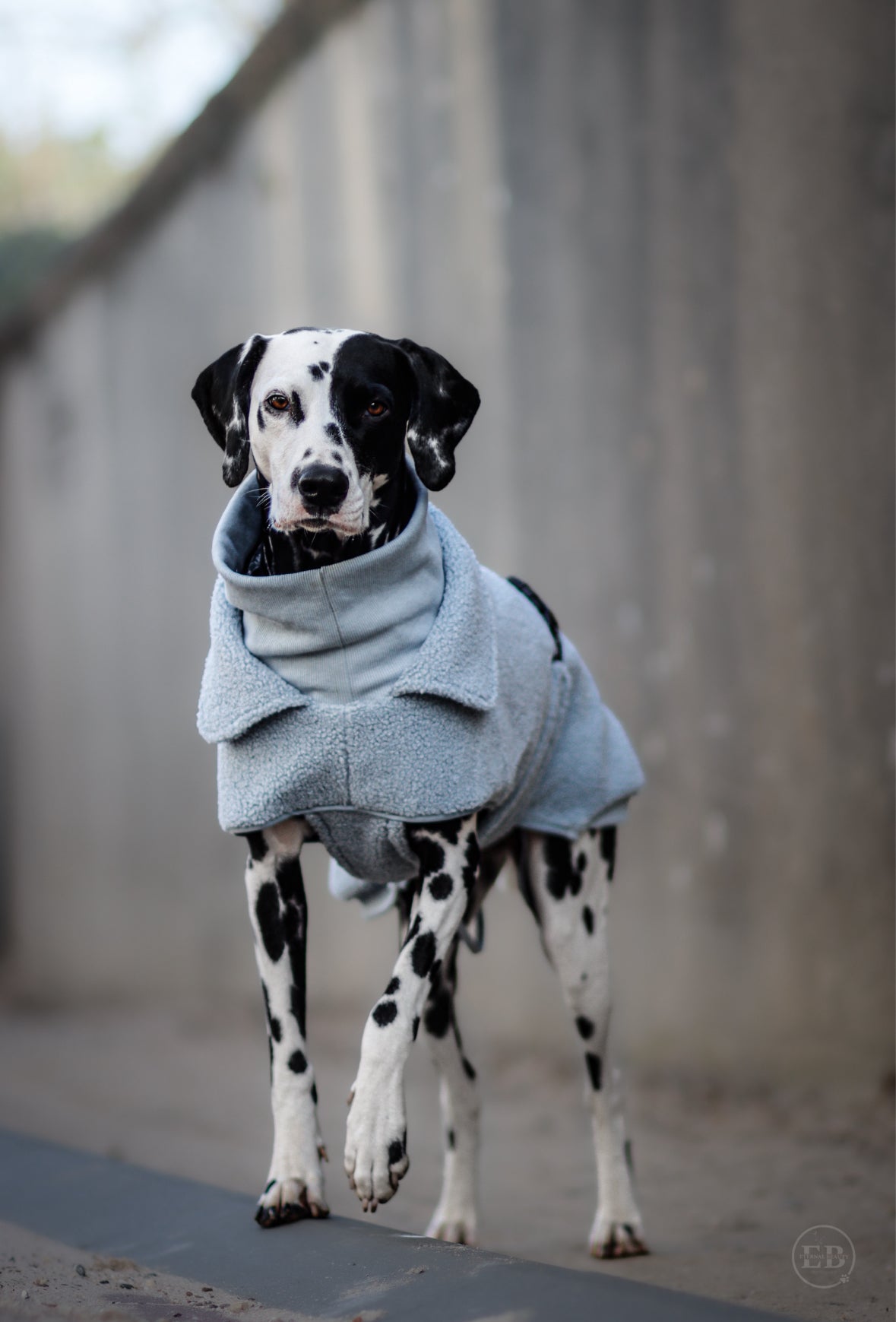 Wowpaw Hundepullover Pastellblau