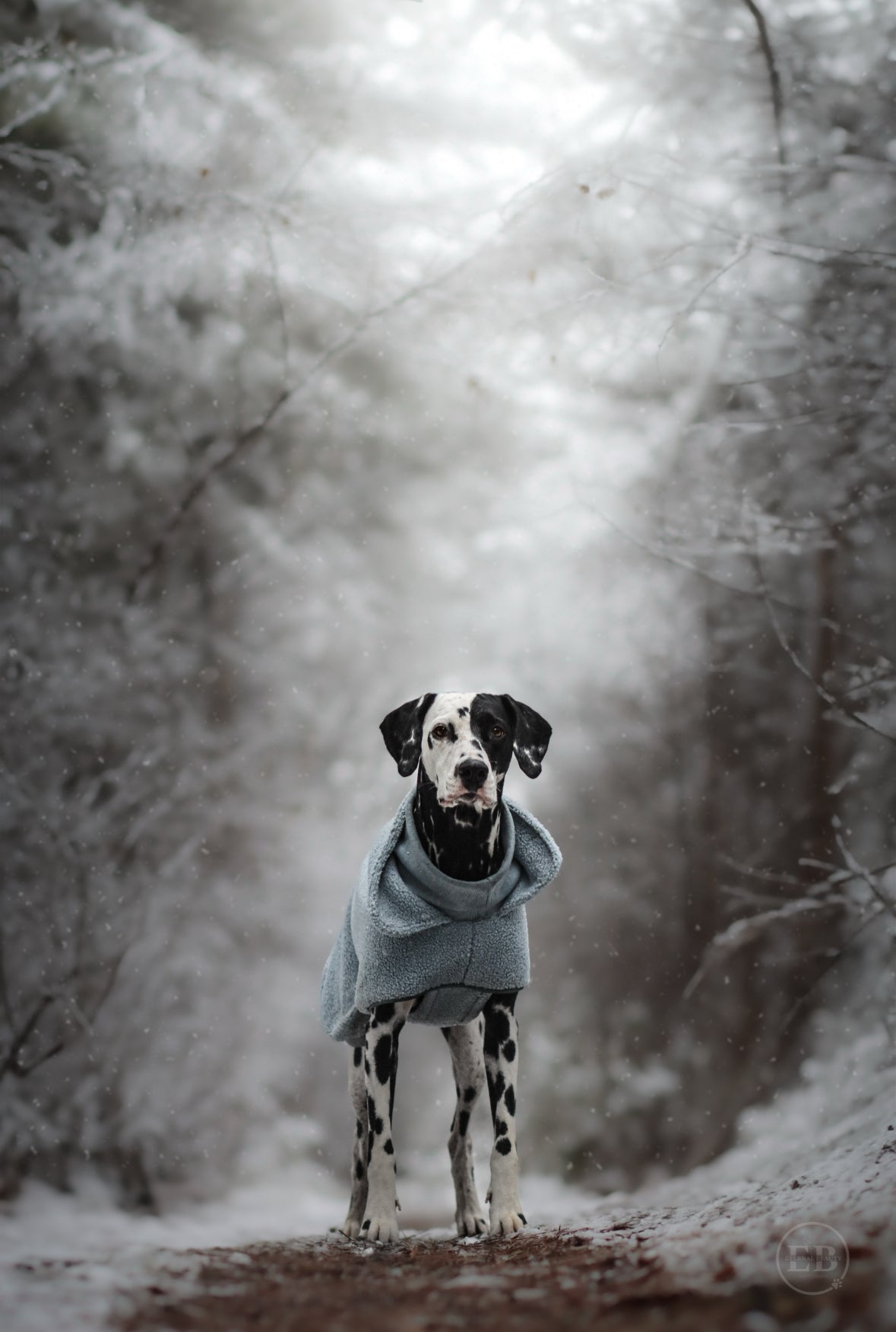 Wowpaw Hundepullover Pastellblau