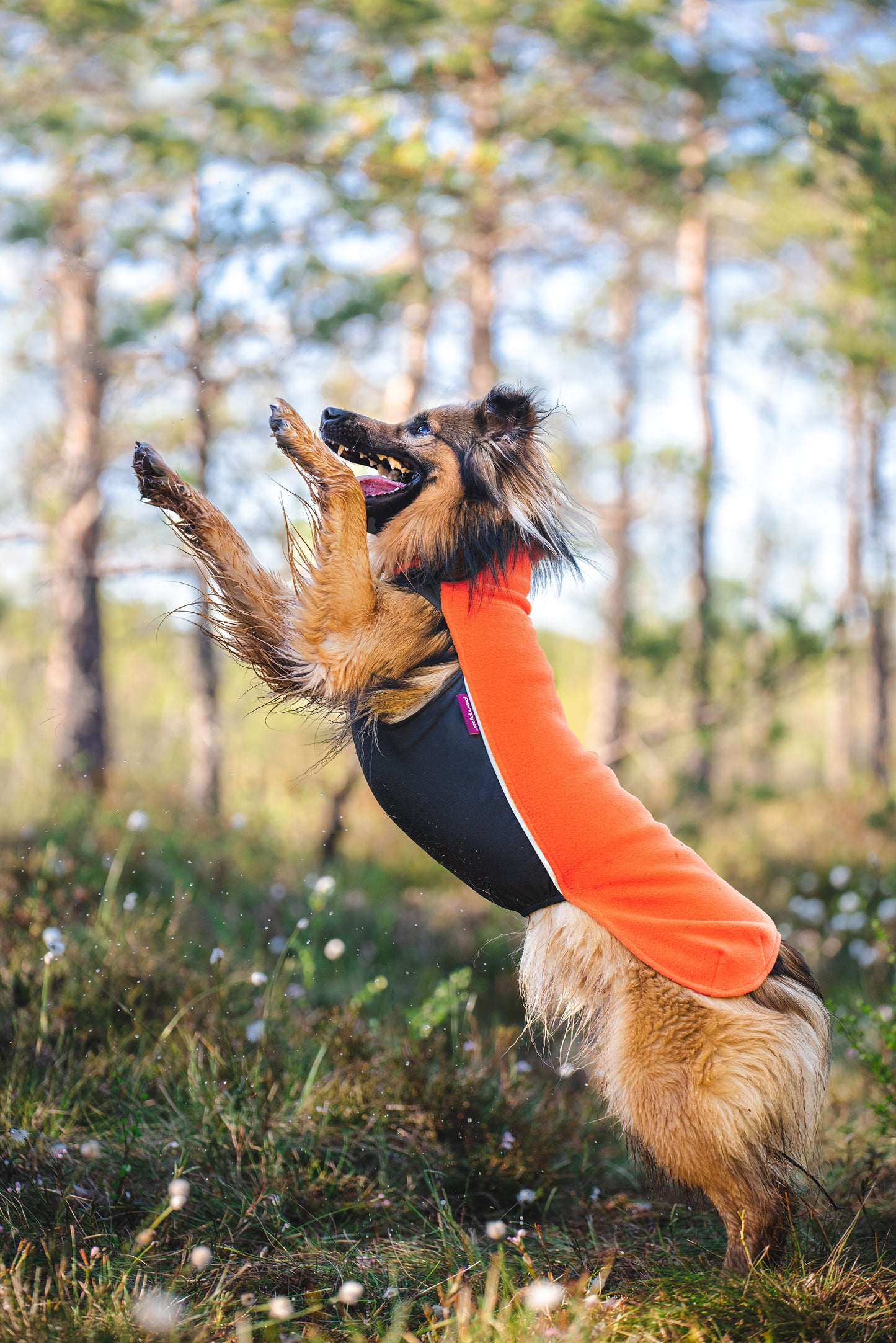 Jumppa Pomppa NEUE FARBEN Midnight & Habanero