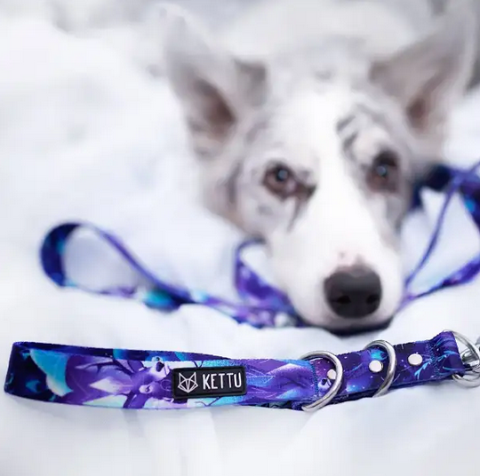 KETTU Halbzug Hundehalsband Patronus