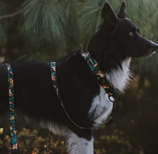 KETTU Halbzug Hundehalsband Green Forest Fox