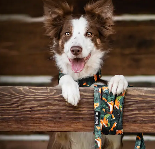 KETTU Halbzug Hundehalsband Green Forest Fox