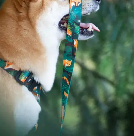 KETTU Halbzug Hundehalsband Green Forest Fox