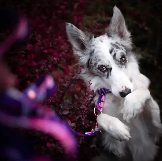 KETTU Halbzug Hundehalsband White Arctic Fox