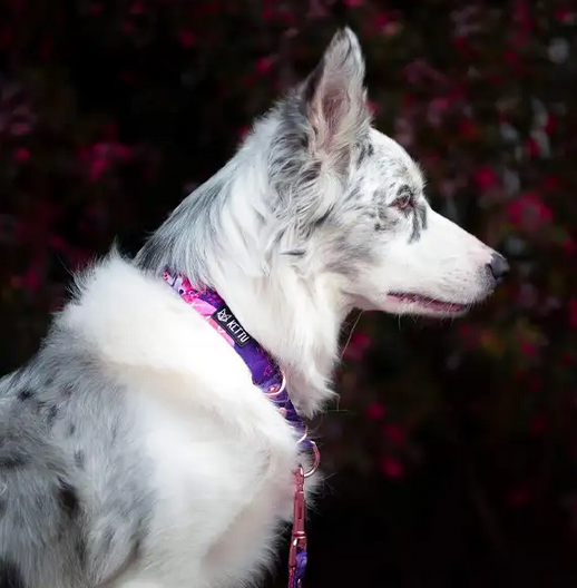 KETTU Halbzug Hundehalsband White Arctic Fox